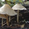 Mycena galericulata